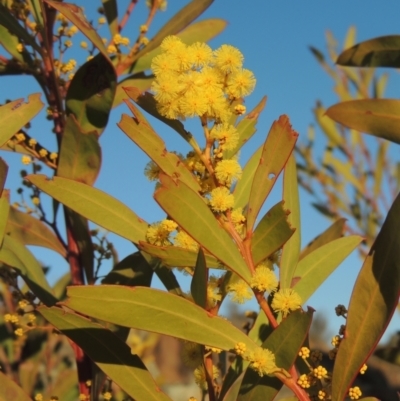 Acacia rubida (Red-stemmed Wattle, Red-leaved Wattle) at Pine Island to Point Hut - 7 Aug 2023 by MichaelBedingfield