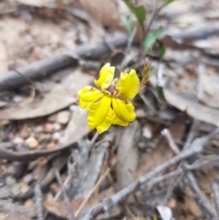 Goodenia hederacea subsp. hederacea (Ivy Goodenia, Forest Goodenia) at QPRC LGA - 13 Nov 2023 by danswell