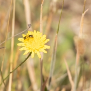 Lasioglossum (Chilalictus) sp. (genus & subgenus) at Gungaderra Grassland (GUN_6) - 13 Nov 2023 10:22 AM