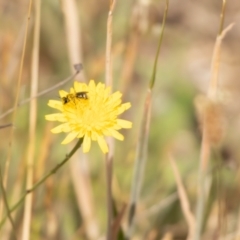 Lasioglossum (Chilalictus) sp. (genus & subgenus) (Halictid bee) at Gungaderra Grasslands - 12 Nov 2023 by pixelnips