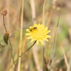 Lasioglossum (Chilalictus) sp. (genus & subgenus) at Gungaderra Grassland (GUN_6) - 13 Nov 2023