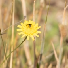 Lasioglossum (Chilalictus) sp. (genus & subgenus) at Undefined Area - 13 Nov 2023 10:22 AM