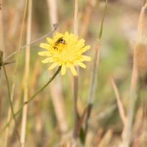 Lasioglossum (Chilalictus) sp. (genus & subgenus) at Gungaderra Grassland (GUN_6) - 13 Nov 2023 10:22 AM