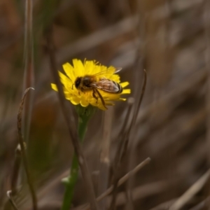 Apis mellifera at Gungaderra Grassland (GUN_6) - 13 Nov 2023