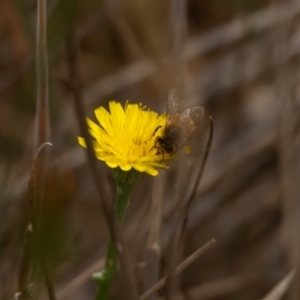 Apis mellifera at Gungaderra Grassland (GUN_6) - 13 Nov 2023