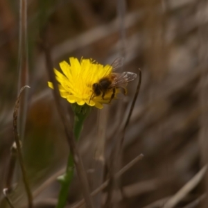 Apis mellifera at Gungaderra Grassland (GUN_6) - 13 Nov 2023