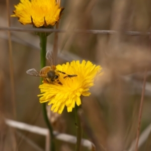 Carphurini sp. (tribe) at Gungaderra Grassland (GUN_6) - 13 Nov 2023