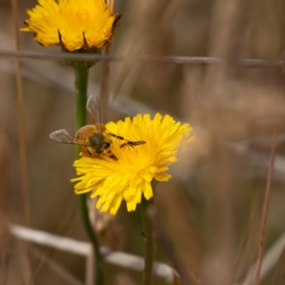 Carphurini sp. (tribe) (Soft-winged flower beetle) at Gungaderra Grasslands - 12 Nov 2023 by pixelnips