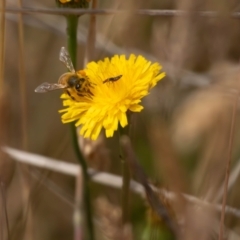 Carphurini sp. (tribe) at Gungaderra Grassland (GUN_6) - 13 Nov 2023