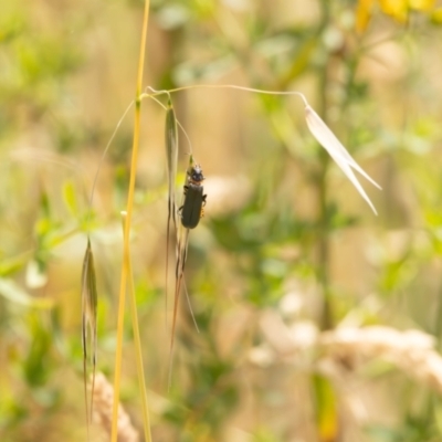 Chauliognathus lugubris (Plague Soldier Beetle) at Gungaderra Grasslands - 12 Nov 2023 by pixelnips