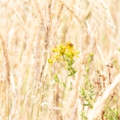 Apis mellifera (European honey bee) at Gungaderra Grasslands - 12 Nov 2023 by pixelnips