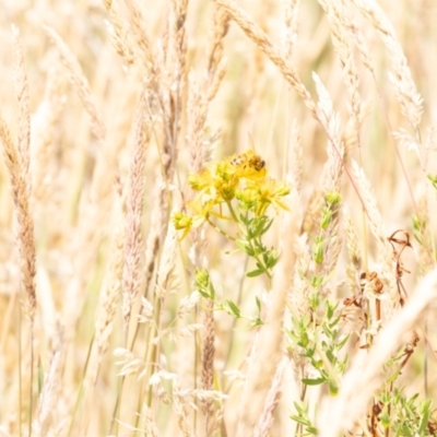 Apis mellifera (European honey bee) at Gungaderra Grasslands - 12 Nov 2023 by pixelnips