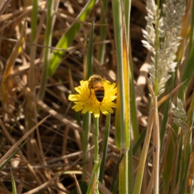 Apis mellifera (European honey bee) at Gungaderra Grasslands - 12 Nov 2023 by pixelnips