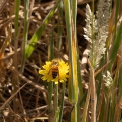 Apis mellifera at Gungaderra Grassland (GUN_6) - 13 Nov 2023