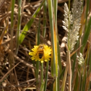 Apis mellifera at Gungaderra Grassland (GUN_6) - 13 Nov 2023