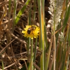 Apis mellifera at Gungaderra Grassland (GUN_6) - 13 Nov 2023