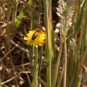 Apis mellifera at Gungaderra Grassland (GUN_6) - 13 Nov 2023