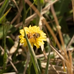 Apis mellifera (European honey bee) at Gungaderra Grassland (GUN_6) - 12 Nov 2023 by pixelnips