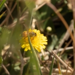 Apis mellifera at Gungaderra Grassland (GUN_6) - 13 Nov 2023 10:49 AM