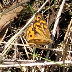 Heteronympha merope (Common Brown Butterfly) at Flea Bog Flat, Bruce - 13 Nov 2023 by trevorpreston