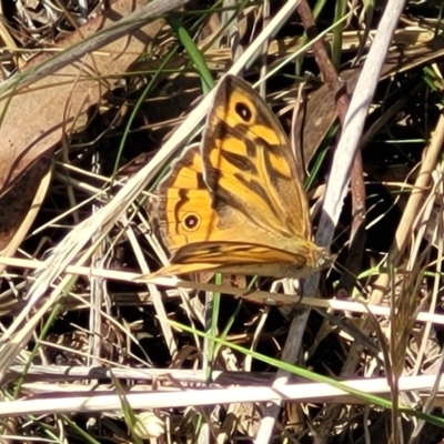 Heteronympha merope (Common Brown Butterfly) at Bruce, ACT - 13 Nov 2023 by trevorpreston