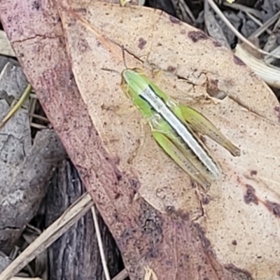 Praxibulus sp. (genus) (A grasshopper) at Bruce, ACT - 13 Nov 2023 by trevorpreston