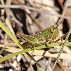 Praxibulus sp. (genus) at GG291 - 13 Nov 2023