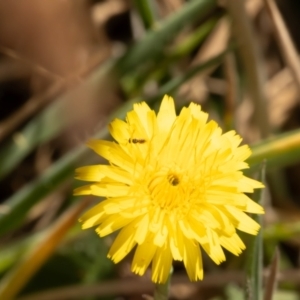 Chalcidoidea (superfamily) at Gungaderra Grassland (GUN_6) - 13 Nov 2023