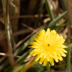 Chalcidoidea (superfamily) at Gungaderra Grassland (GUN_6) - 13 Nov 2023