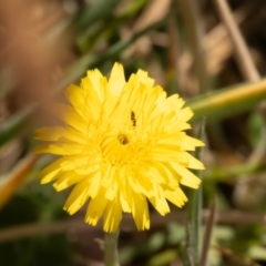 Chalcidoidea (superfamily) at Gungaderra Grassland (GUN_6) - 13 Nov 2023