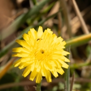 Chalcidoidea (superfamily) at Gungaderra Grassland (GUN_6) - 13 Nov 2023