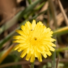 Chalcidoidea (superfamily) at Gungaderra Grassland (GUN_6) - 13 Nov 2023