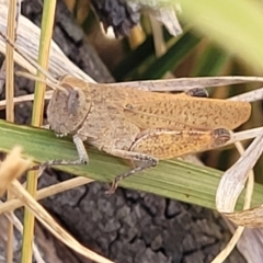 Goniaea opomaloides (Mimetic Gumleaf Grasshopper) at Bruce, ACT - 13 Nov 2023 by trevorpreston