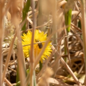 Lasioglossum (Chilalictus) sp. (genus & subgenus) at Gungaderra Grassland (GUN_6) - 13 Nov 2023 10:52 AM