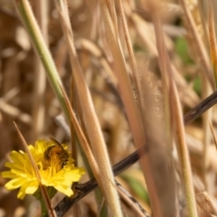 Lasioglossum (Chilalictus) sp. (genus & subgenus) at Gungaderra Grassland (GUN_6) - 13 Nov 2023 10:52 AM