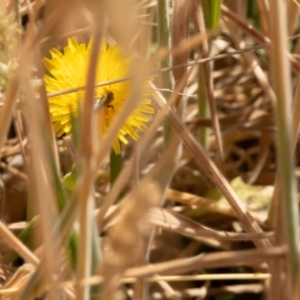 Lasioglossum (Chilalictus) sp. (genus & subgenus) at Gungaderra Grassland (GUN_6) - 13 Nov 2023 10:52 AM