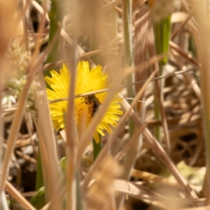 Lasioglossum (Chilalictus) sp. (genus & subgenus) at Gungaderra Grassland (GUN_6) - 13 Nov 2023 10:52 AM