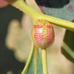 Paropsisterna fastidiosa (Eucalyptus leaf beetle) at Bruce, ACT - 13 Nov 2023 by trevorpreston
