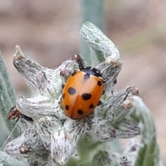 Hippodamia variegata (Spotted Amber Ladybird) at Yaouk, NSW - 5 Nov 2023 by Janet