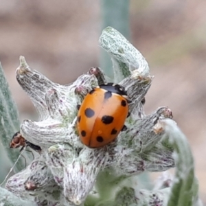 Hippodamia variegata at Yaouk, NSW - 5 Nov 2023