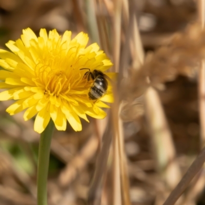 Lasioglossum (Chilalictus) sp. (genus & subgenus) (Halictid bee) at Gungaderra Grasslands - 12 Nov 2023 by pixelnips