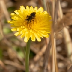 Lasioglossum (Chilalictus) sp. (genus & subgenus) at Gungaderra Grassland (GUN_6) - 13 Nov 2023