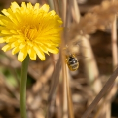 Lasioglossum (Chilalictus) sp. (genus & subgenus) at Gungaderra Grassland (GUN_6) - 13 Nov 2023