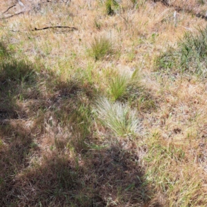 Nassella trichotoma at Mount Majura - 13 Nov 2023