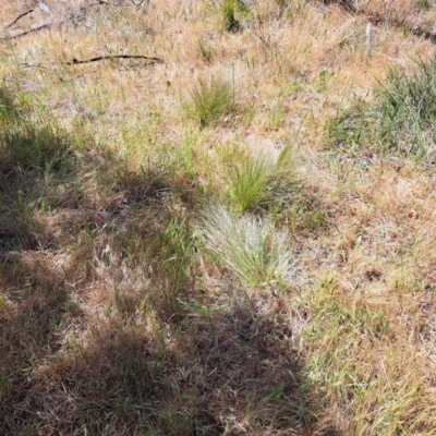 Nassella trichotoma (Serrated Tussock) at Watson, ACT - 12 Nov 2023 by abread111