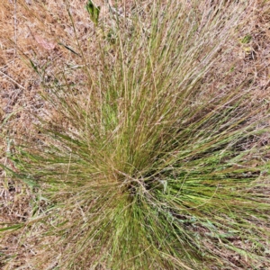 Nassella trichotoma at Mount Majura - 13 Nov 2023