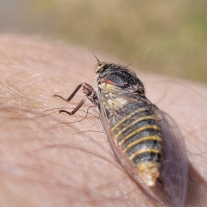 Atrapsalta furcilla at Flea Bog Flat, Bruce - 13 Nov 2023