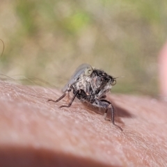 Atrapsalta furcilla at Flea Bog Flat, Bruce - 13 Nov 2023