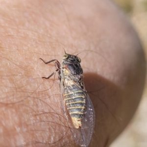 Atrapsalta furcilla at Flea Bog Flat, Bruce - 13 Nov 2023