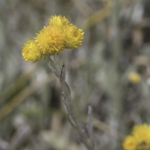 Chrysocephalum apiculatum at Undefined Area - 7 Nov 2023 12:17 PM